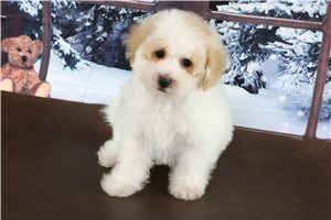 Caitlin - puppy for sale