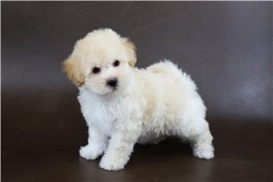 Giovanni - puppy for sale