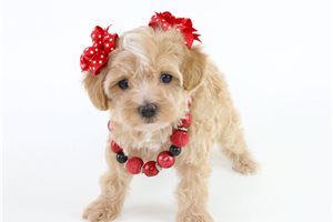 Emerson - Havapoo for sale