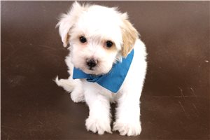 Edison - Havapoo for sale