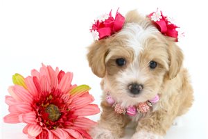 Ella - Havapoo for sale