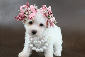 Erin - Havapoo for sale