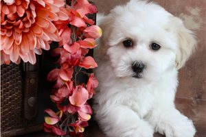 Ambrose - Havapoo for sale