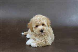 George - puppy for sale