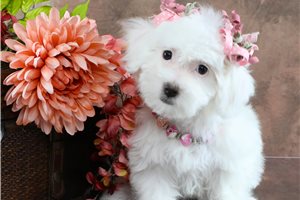 Amor - puppy for sale