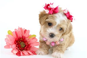 Ella - Havapoo for sale