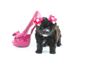Ginny - Havapoo for sale