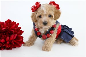 Emerson - puppy for sale