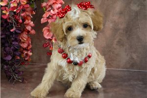 Cinnamon - Havapoo for sale