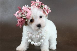 Erin - puppy for sale