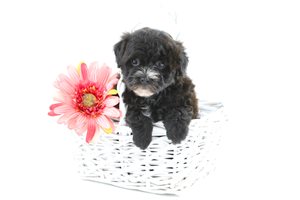 Ginny - Havapoo for sale