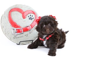 Larissa - puppy for sale