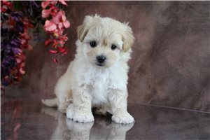 Hanson - puppy for sale
