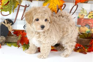 Hudson - puppy for sale
