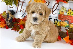 Watson - Maltipoo for sale
