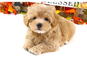 Horatio - puppy for sale