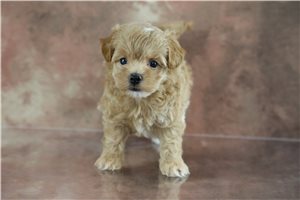 Horatio - puppy for sale