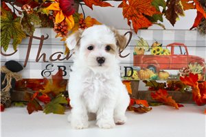 Wally - Maltipoo for sale