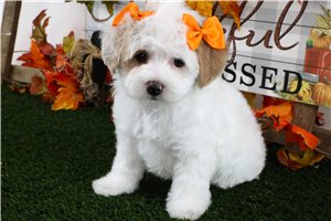 Wisteria - puppy for sale
