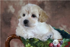 Humphrey - Malti Poo - Maltipoo for sale