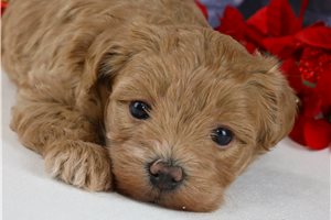 Dawn - Malti Poo - Maltipoo for sale