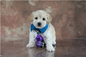 Humphrey - puppy for sale