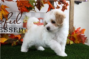 Wilson - puppy for sale