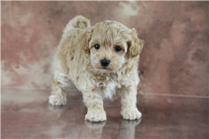 Hudson - Malti Poo - Maltipoo for sale