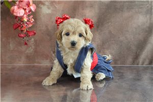 Hazel - puppy for sale