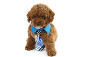 Flynn - puppy for sale