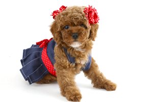 Fiona - Poodle, Miniature for sale