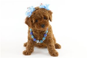 Shania - Poodle, Miniature for sale