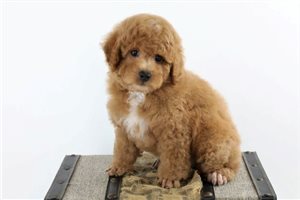 Max - Poodle, Miniature for sale