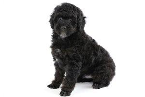 Maddox - Poodle, Miniature for sale