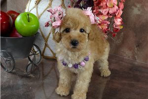 Delilah - puppy for sale