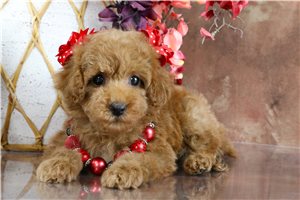 Dina - puppy for sale