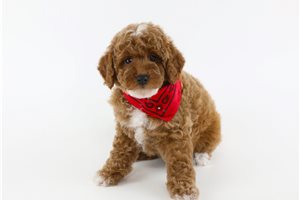Anthony - puppy for sale