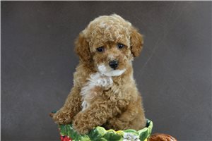 Petal - Miniature Poodle Puppy E1525F | Pawrade