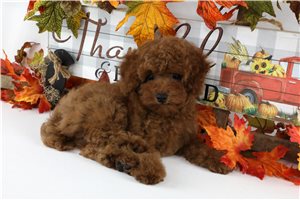 Shania - Miniature Poodle for sale