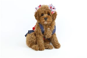 Edmond | Puppies For Sale at Pawrade