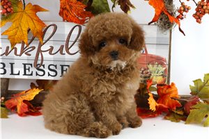 Dolly - Miniature Poodle for sale