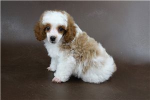 Desi - Poodle, Miniature for sale