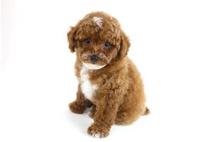 Foster - Poodle, Miniature for sale