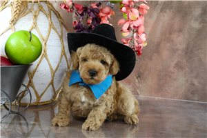 Dallas - Miniature Poodle for sale