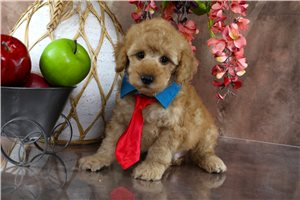 Denver - puppy for sale