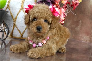 Donna - puppy for sale