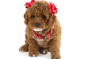 Francesca - puppy for sale
