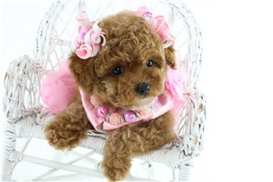 Dolly - Poodle, Miniature for sale