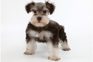 Mandy - puppy for sale