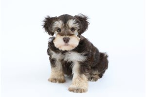 Marcus - puppy for sale